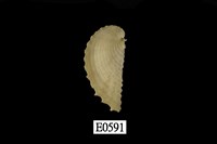 藏品(雞心蛤)的圖片